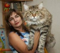 巨型緬因貓多少錢一只