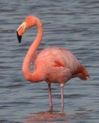 火烈鳥象征什么