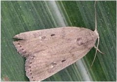 甲維鹽防治哪些害蟲