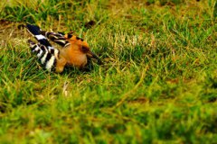 看見戴勝鳥預(yù)示著什么