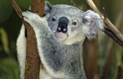 考拉吃什么食物