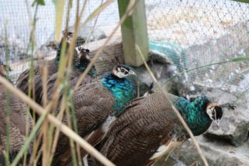 孔雀蛋可以吃嗎