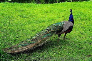 孔雀蛋可以吃嗎