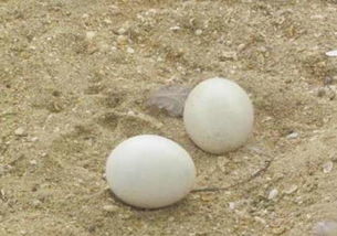 孔雀蛋可以吃嗎