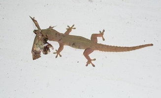 小壁虎借尾巴告訴我們什么道理