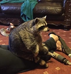 小浣熊為什么喜歡洗東西