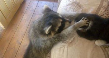 小浣熊為什么喜歡洗東西