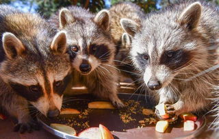 小浣熊為什么喜歡洗東西