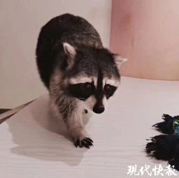 小浣熊可以當(dāng)寵物養(yǎng)么