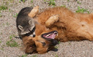 小浣熊可以當(dāng)寵物養(yǎng)么