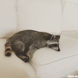 小浣熊可以當(dāng)寵物養(yǎng)么