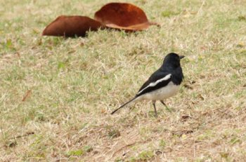 下午見喜鵲有什么兆頭
