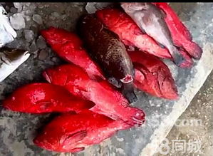 冷凍紅石斑魚有毒嗎