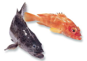 冷凍紅石斑魚有毒嗎