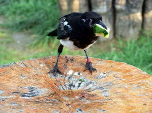 喜鵲吃什么食物