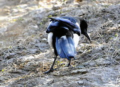 喜鵲吃什么食物