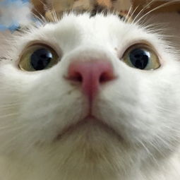 小白鼠是什么意思