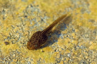 小蝌蚪先長前腿還是后腿