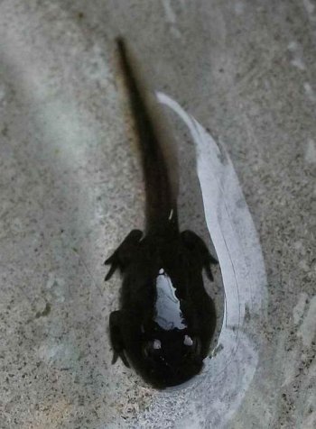 小蝌蚪先長前腿還是后腿