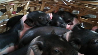 小香豬多少錢一只