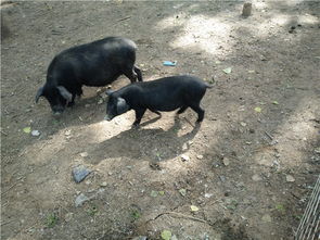 小香豬多少錢一只