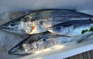 小黃魚多少錢一斤