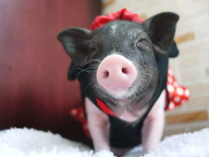 蜥蜴認(rèn)主人嗎