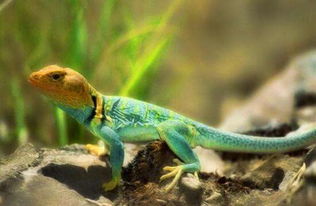 蜥蜴認(rèn)主人嗎