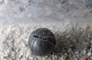 西瓜蟲是害蟲還是益蟲