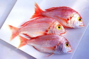 鯪魚是海魚還是淡水魚