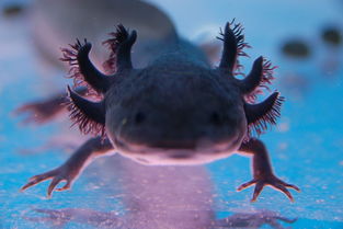 六角恐龍怎么養，大于身體兩倍的方缸