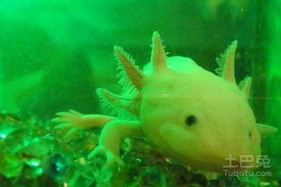 六角恐龍怎么養，大于身體兩倍的方缸