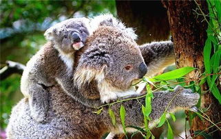 考拉是什么動物的別稱,樹袋熊的別稱
