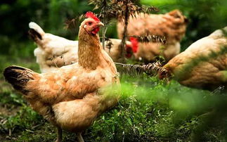 雞虱子爬人身上怎么辦，陽光下暴曬