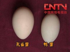 孔雀蛋可以吃嗎