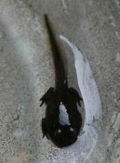 小蝌蚪先長前腿還是后腿