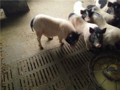 小香豬多少錢一只