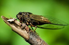 西瓜蟲是害蟲還是益蟲