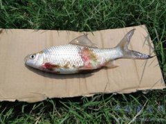 鯪魚是海魚還是淡水魚