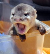 水獺是水鬼嗎,日本叫“河童”