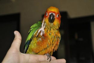 養金太陽鸚鵡犯法嗎