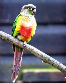 養金太陽鸚鵡犯法嗎