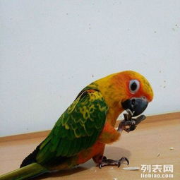 養金太陽鸚鵡犯法嗎