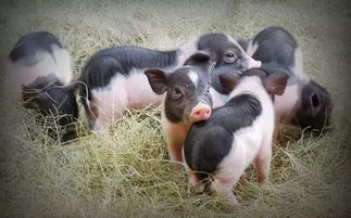 正宗小香豬多少錢一只