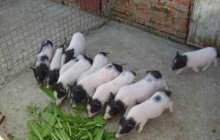 正宗小香豬多少錢一只