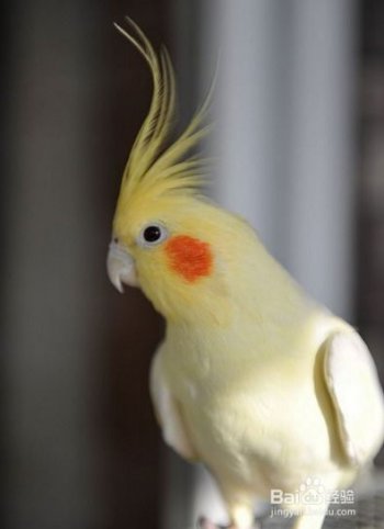 玄鳳鸚鵡會(huì)說(shuō)話嗎