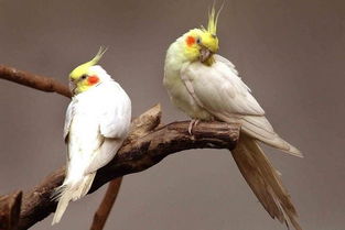 玄鳳鸚鵡會(huì)說(shuō)話嗎