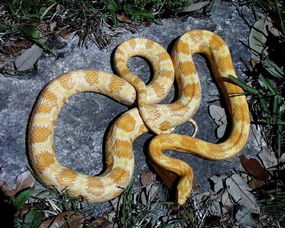 玉米蛇咬人有多疼