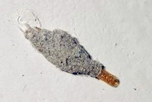 衣魚蟲對人的危害大嗎