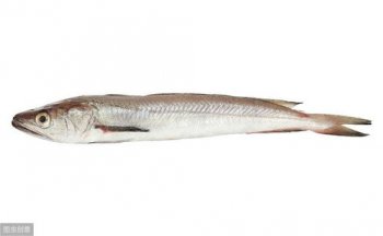 銀鱈魚一斤多少錢